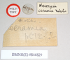 CollectionObject 1561936; NHMUK(SF IMPORT DUPLICATE) 844829, 4afbabcb-7aed-4b40-ba1b-a30ec7a4a80d: copyright Natural History Museum, London. male, data labels (holotype). (CollectionObject).