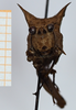 CollectionObject 1585086; 5cfdefc0-c7af-4c85-8d1d-4d8458594f4f: male, frontal view (syntype). (CollectionObject).