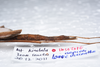 CollectionObject 1576182; b16ccf43-a5fc-46fe-9574-0e422feb23ab: copyright SPM, Kinabalu. female: end of abdomen, lateral view (holotype). (CollectionObject).