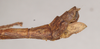 CollectionObject 1561303; 130d3935-aafd-422d-aeac-115fde2bd7a7: copyright Natural History Museum, London. female: end of abdomen, lateral view of Perlamorphus peleus (holotype). (CollectionObject).