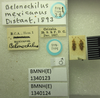 Belonochilus mexicanus Distant, 1893 now Belonochilus numenius (Say, 1832): Belonochilus mexicanus. Syntype. (BMNH) - (CC BY-NC 4.0) Photo by Stuart Cole, reproduced with permission from the Natural History Museum, London, UK. (Otu).