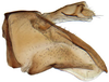Pygofer, lateral view: Drakensbergena phaeogramma, pygofer, laterally (INHS). (Observation).