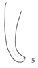 Liotrachela megastyla Ingrisch, 2002: (after holotype). male, left cercus, dorsal view. (Otu).