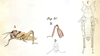 Glyphanus obtusus Fieber, 1853: Pl. 15, Fig. 20. male (body length 24 mm, pronotum 8 mm): A habitus, B left hind leg, internal view; female (body length 37 mm, pronotum 10 mm) C habitus dorsal, D head. (Otu).