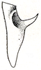 Orchelimum (Orchelimum) fidicinium Rehn & Hebard, 1907: Pl. III, Fig. 55 (after type). male left cercus, dorsal outline. (Otu).
