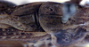 CollectionObject 1600407; f23f4acb-e9e5-4100-990c-8c016e1e9238: male pronotum and stridulatory area (paratype). (CollectionObject).