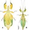 CollectionObject 1589191; 8b3c0914-9cc3-49c2-a576-6cbf4c0038bc: Copyright Montreal Insectarium coll. female and male (paratypes). (CollectionObject).;CollectionObject 1589192; 76302ed4-f11a-4586-9827-413d79f3d462: Copyright Montreal Insectarium coll. female and male (paratypes). (CollectionObject).;CollectionObject 1589193; 05edd51c-270e-462e-a838-354e9d87c0f8: Copyright Montreal Insectarium coll. female and male (paratypes). (CollectionObject).