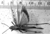 CollectionObject 1530111; b8901b4e-e9ad-475e-9441-13847d3b31e0: Image Carbonell, C.S. male, dorsal view (syntype). (CollectionObject).