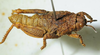 CollectionObject 1498703; ba0b4d5c-9422-4f32-9e56-630015aec536: male, dorso-lateral view. (CollectionObject).