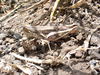 FieldOccurrence 385; 8f316c90-5b68-44b6-9541-e40c82f6a982; Tanzania
eastern slopes Mount Kilimanjaro, 2019/11/30: female. (FieldOccurrence).
