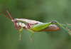 Propedies microsanguineus Cigliano & Lange, 1998: female. (Otu).