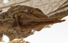 CollectionObject 1529704; a80cf5c5-1e65-4c2c-abac-e02e568bcdb7: male subgenital plate (holotype). (CollectionObject).