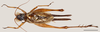 CollectionObject 1586778; 1eb734d0-44c0-4b87-8b2c-cf93c51ae1d8: male, dorsal view, scale bar = 5 mm. (CollectionObject).