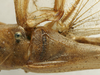 CollectionObject 1535041; 62e50921-dcb8-4dc6-874a-ec05c024a037: male stridulatory apparatus (lectotype). (CollectionObject).
