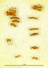 CollectionObject 1587684; MNHN(SF IMPORT DUPLICATE) MNHN-EP-EP1973, 4fad2792-5b64-4985-a83f-cc37e4c67c95: CC BY-NC-ND 4.0/MNHN - Depraetere Marion - 2014. Syntype, sex unknown, of Lobolampra adelungi Chopard, 1943. Specimen number: MNHN-EP-EP1973. http://coldb.mnhn.fr/catalognumber/mnhn/ep/ep1973. (CollectionObject).