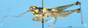 CollectionObject 1577147; 3df1f56e-1dbc-4083-8084-933f82790208: male, lateral view (paratype). (CollectionObject).