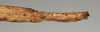 CollectionObject 1560745; NMW 904, 266d69e8-9cad-4154-8db5-c64a9c712e75: copyright NMW, Vienna. female: end of abdomen, lateral view (holotype). (CollectionObject).