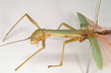 CollectionObject 1559845; NHMUK(SF IMPORT DUPLICATE) 844786-844788, ea4a7d0d-2a59-4bd7-b5c8-1c0ec6194e6d: copyright Natural History Museum, London. female: head and thorax, lateral view of Marmessoidea phluctainoides (syntype). (CollectionObject).