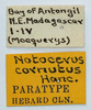 CollectionObject 1585087; 93ab73a1-cc30-4cf2-84fd-05d909185783: labels (syntype). (CollectionObject).