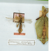 CollectionObject 1557811; f41686f2-604a-49e7-bdb4-febc83ba16f3: copyright MNHN, Paris. male (holotype). (CollectionObject).