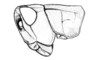 Maeacris aptera Ronderos, 1983: Fig. 10. female, head and pronotum, lateral view. (Otu).