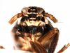 Head: !! display not done !! on Pissonotus flabellatus (Ball, 1903): (Observation).
