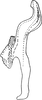 Aedeagus, lateral view on Coganoa asiatica Dworakowska, 1979: Aedeagus, lateral view. (Observation).