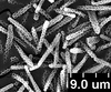 Brochosomes: !! display not done !! on Oncometopia (Oncometopia) orbona (Fabricius, 1798): OM95 | U.S.A., Illinois, Urbana, Jul-Aug 1999 | R. Rakitov | INHS. (Observation).