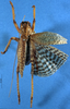 CollectionObject 1520549; ee99283f-83a9-487a-8bb1-7edd17e8ca5c: male, dorsal view. (CollectionObject).