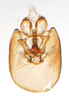 Pygofer, ventral view on Falcotoya crawfordi (Muir & Giffard, 1924): (Observation).