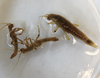 CollectionObject 1562865; b3aaad37-5dcb-4b7e-9826-da6f0c463840: copyright LEMQ, Lyman. 2 male, 1 female (paratypes). (CollectionObject).;CollectionObject 1562866; 46a6ec65-ec25-4d7e-896b-451d1703ffcb: copyright LEMQ, Lyman. 2 male, 1 female (paratypes). (CollectionObject).