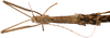 CollectionObject 1578606; RBINS IG: 32700'''''', ba9c83f1-6cb5-4381-9135-c5b2f795c764: copyright ISNB, Brussels. female: head & thorax, dorsal view (paratype). (CollectionObject).