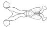 Baeacris talamancensis Rowell & Carbonell, 1977: Fig. 17. male genitalia without cingulum, dorsal view. (Otu).