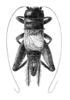 Holoblemmus schulthessi Bolívar, 1925: Fig. 305. male, dorsal view. (Otu).