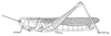 Afroxyrrhepes procera (Burmeister, 1838): P. 93, Fig. 5 (with A. obscuripes and A. procera). female habitus. (Otu).