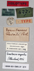 CollectionObject 1540656; 923a74e5-2078-43c5-ac02-40bb26d8fbb2: labels (holotype of Tenuitarsus revoili). (CollectionObject).