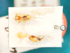 Other on Delphacodes marginicornis (Fowler, 1905): (Observation).