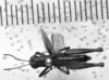 CollectionObject 1530387; 944faa33-60c9-4b4a-9413-3af98eb14b67: Image Carbonell, C.S. male, dorsal view (holotype). (CollectionObject).