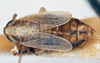 Habitus, dorsal view on Elachodelphax (Aschedelphax) hochae (Wilson, 1992): (Observation).