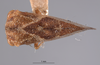 Habitus, dorsal view: !! display not done !! on Cyrtolobus acutus Van Duzee, 1908: (Observation).