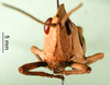 CollectionObject 1502113; 0315d781-5277-436b-a54e-0a05e17331d3: nymph, frontal view (paratype). (CollectionObject).