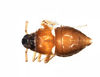 Habitus, dorsal view: !! display not done !! on Pissonotus guttatus Spooner, 1912: (Observation).