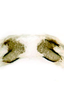 Forewing: Female internal sternum VIII. <br>U.S.A., South Dakota, Sisseton, SDSU.<br>. (Observation).