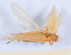 CollectionObject 1540287; dbac9ae7-0e6c-4c9e-ac88-923b571ba76d: female, dorsal view (holotype). (CollectionObject).