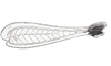 Dichroplus mantiqueirae Ronderos, Carbonell & Mesa, 1968: Fig. 97A. hind femur, external face. (Otu).