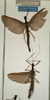 CollectionObject 1560322; 1c5ca752-aba2-4780-9573-d4ae7c863888: copyright NMW, Vienna. female of synonym Necroscia frontalis (paralectotype and lectotype). (CollectionObject).;CollectionObject 1560323; f7f870e9-bf49-4e23-9221-6927e7eaf20f: copyright NMW, Vienna. female of synonym Necroscia frontalis (paralectotype and lectotype). (CollectionObject).