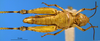 CollectionObject 1565651; 171eb416-728b-41f3-8dc6-378b2fd4db8a: female, ventral view (allotype). (CollectionObject).