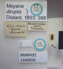 Mayana diruptus Distant, 1882: Mayana dirupta. Syntype. (BMNH) - (CC BY-NC 4.0) Photo by Stuart Cole, reproduced with permission from the Natural History Museum, London, UK. (Otu).