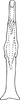 Aedeagus, ventral view on Coganoa asiatica Dworakowska, 1979: Aedeagus, ventral view. (Observation).