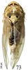 Habitus, dorsal view on Exitianus nanus (Distant, 1908): (Observation).